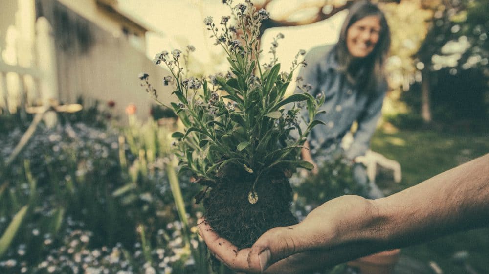 Companion Planting: Boost Your Garden With Essential Oils