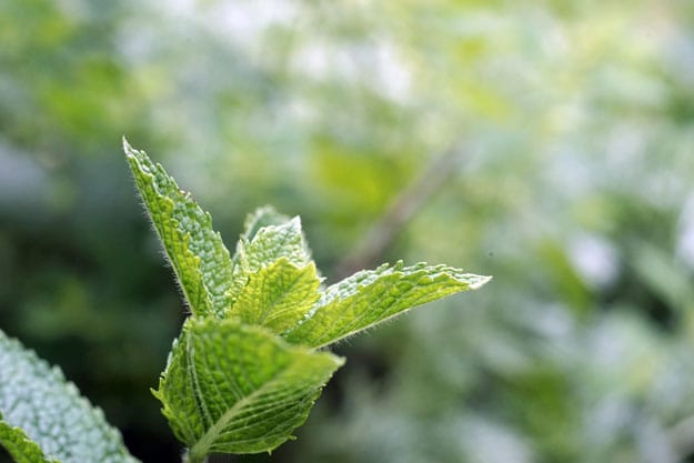 Peppermint | Essential Oils for Nausea and Their Uses