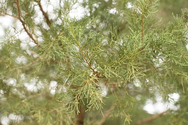 Cedarwood | Aromatherapy Guide: Managing Your Emotions