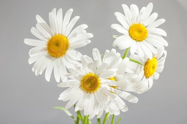 Chamomile Oil | Essential Oils for Psoriasis