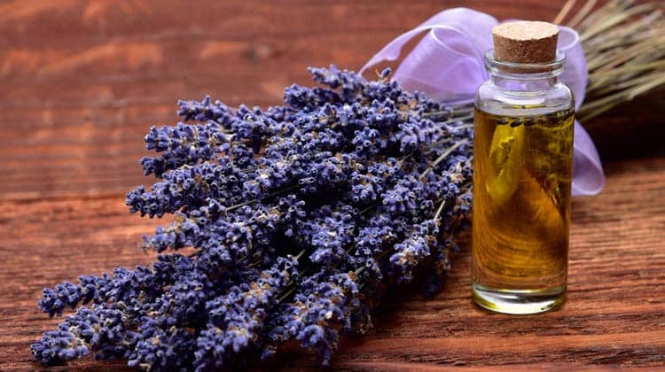 Harnessing The Magic Of Lavender Essential Oils