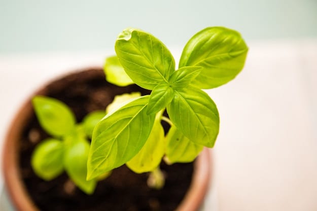 Making the Most Out of Basil Essential Oil | Basil Essential Oil and Its Benefits