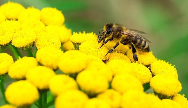 Best Essential Oils to Help Pollinate Your Plants | Best Essential Oils for Gardening