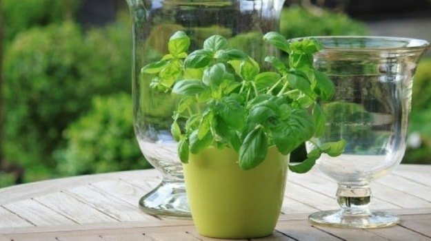Basil Essential Oil and Its Benefits | List of Essential Oils: Organic Facts and Its Benefits
