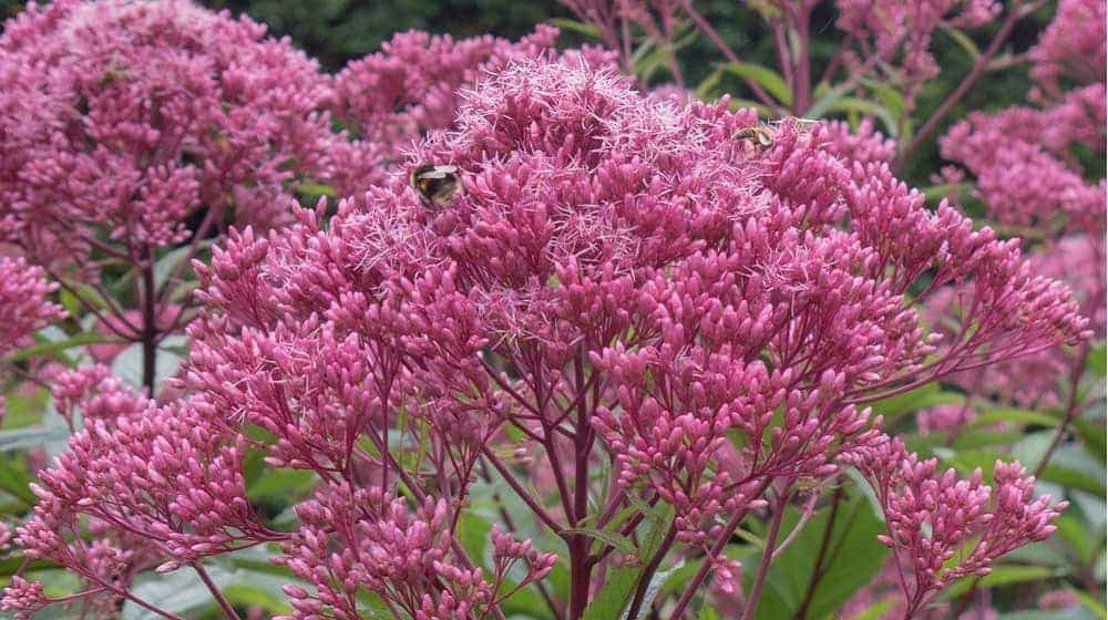 Angelica Essential Oil and Its Amazing Benefits | List of Essential Oils: Organic Facts and Its Benefits