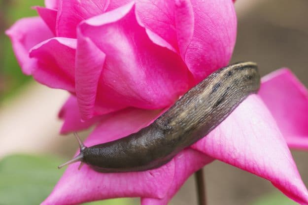 Using Essential Oils to Deter Gastropods | Best Essential Oils for Gardening