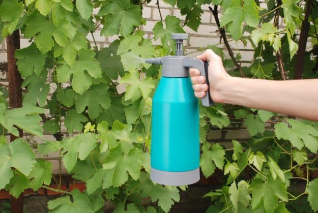 Best Essential Oils to Kill Fungus | Best Essential Oils for Gardening