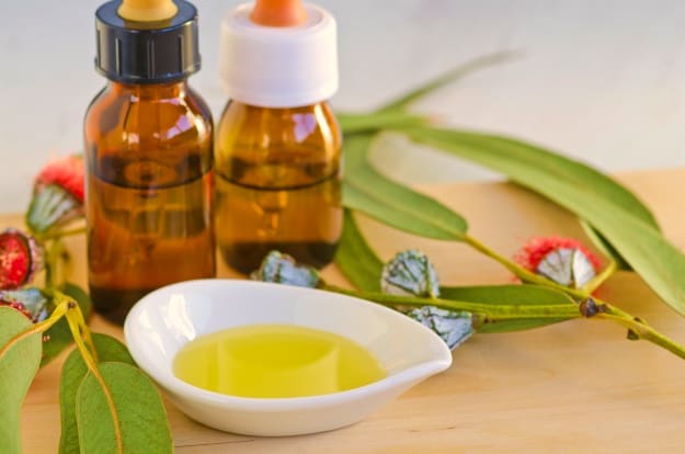 Eucalyptus Oil | Organic Pesticides For A Healthy Garden