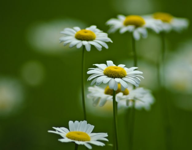 Chamomile | Essential Oils For Pain | Life Beyond Organic