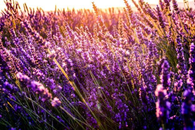 Lavender | Essential Oils For Pain | Life Beyond Organic