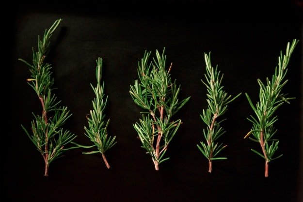 Rosemary | Essential Oils For Pain | Life Beyond Organic