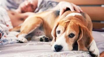 Feature | Alleviate Dog Allergies With These Essential Oils