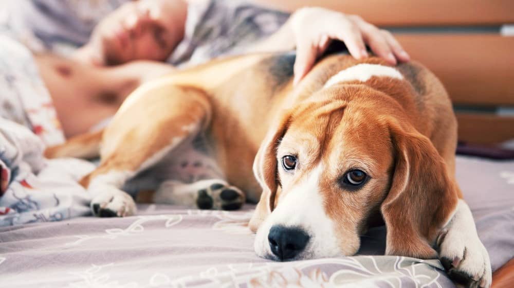 Feature | Alleviate Dog Allergies With These Essential Oils