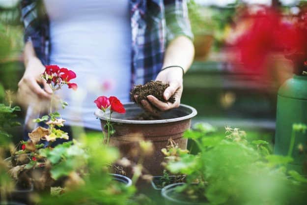 Organic Gardening Tips For Beginners | Life Beyond Organic