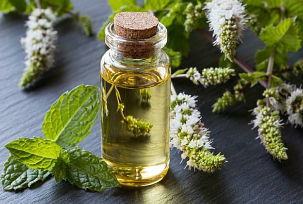 Peppermint Oil Benefits You Should Know About | Life Beyond Organic