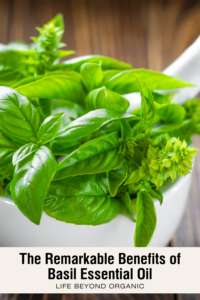 Basil Essential Oils and Its Benefits | Life Beyond Organic